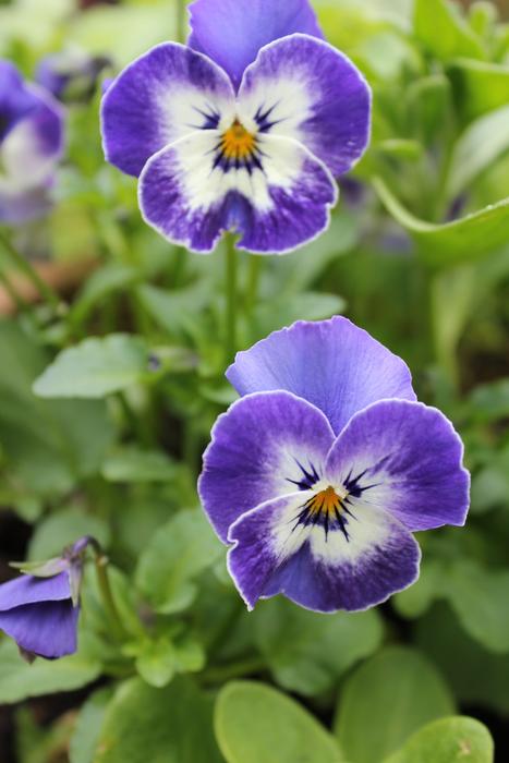 close up of flowers in the garden