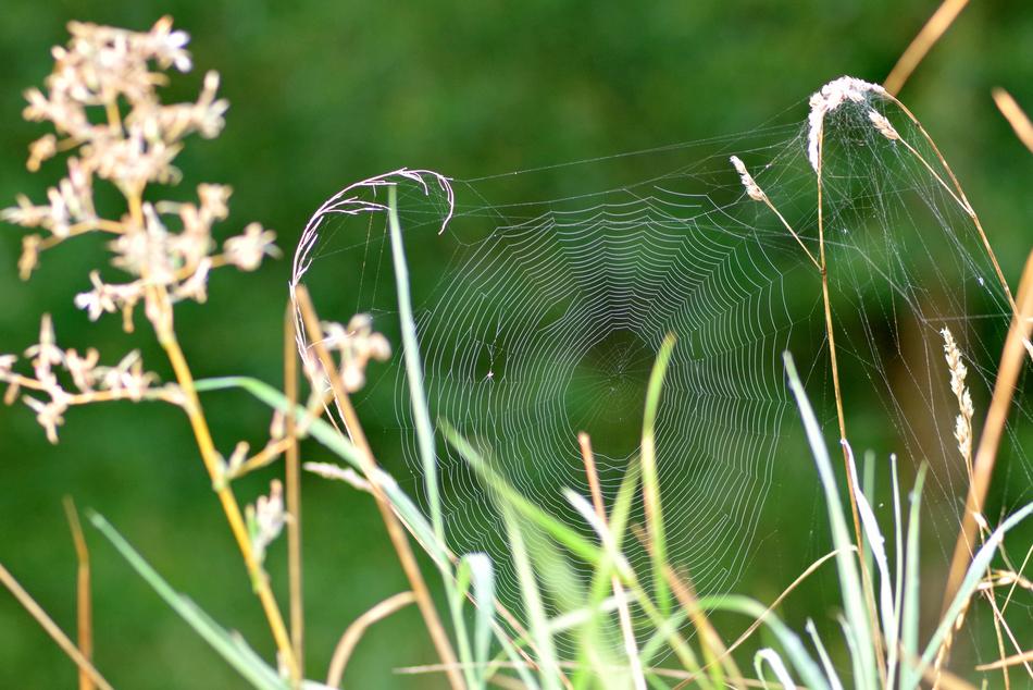 Cobweb Grass Spider