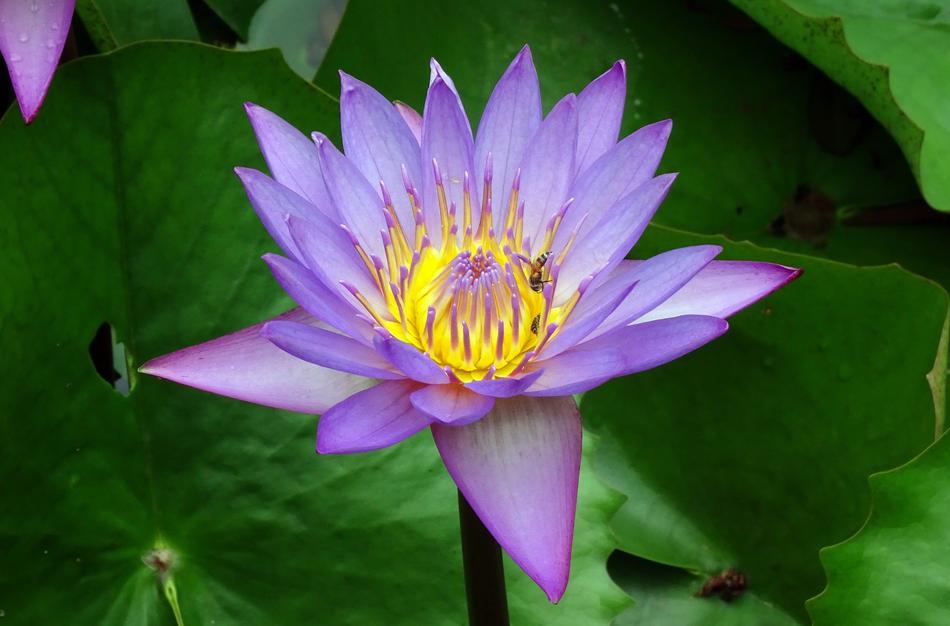 purple lily in green plants