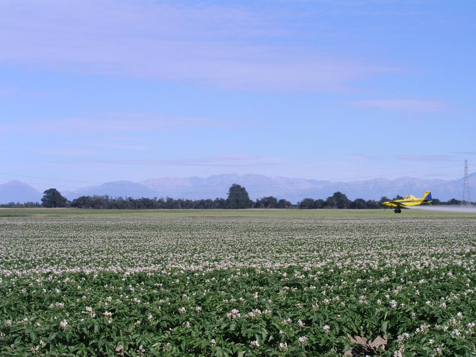 flowers field many