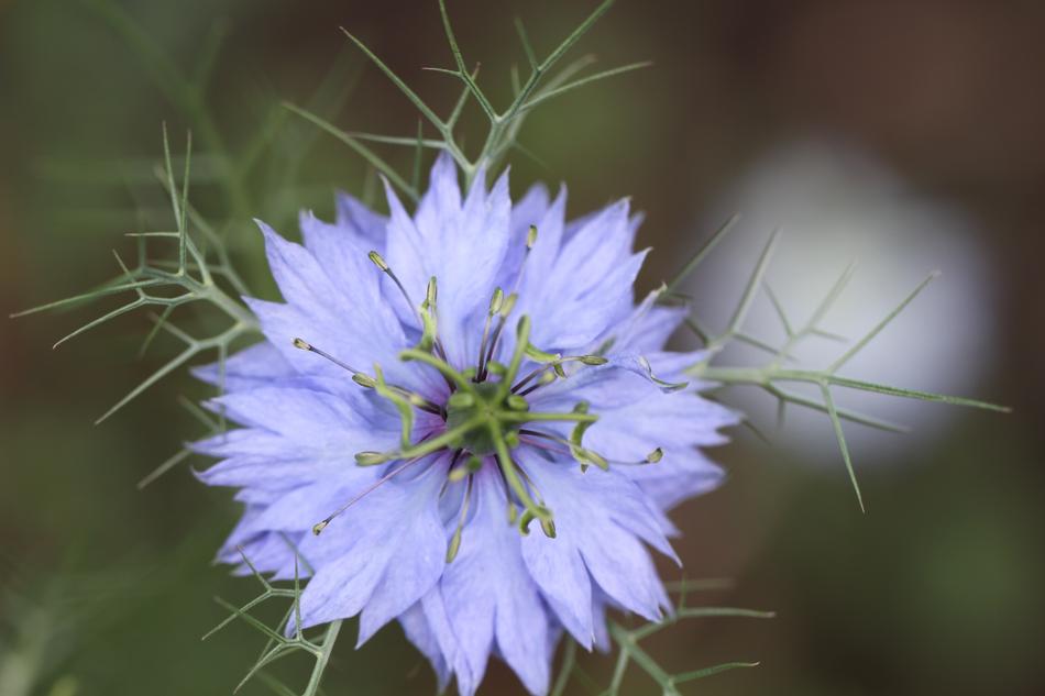 the beautiful flower in the garden is green