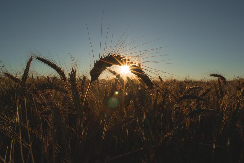an incredible field in the sun