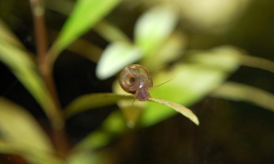 Planorbarius Corneus Aquarium