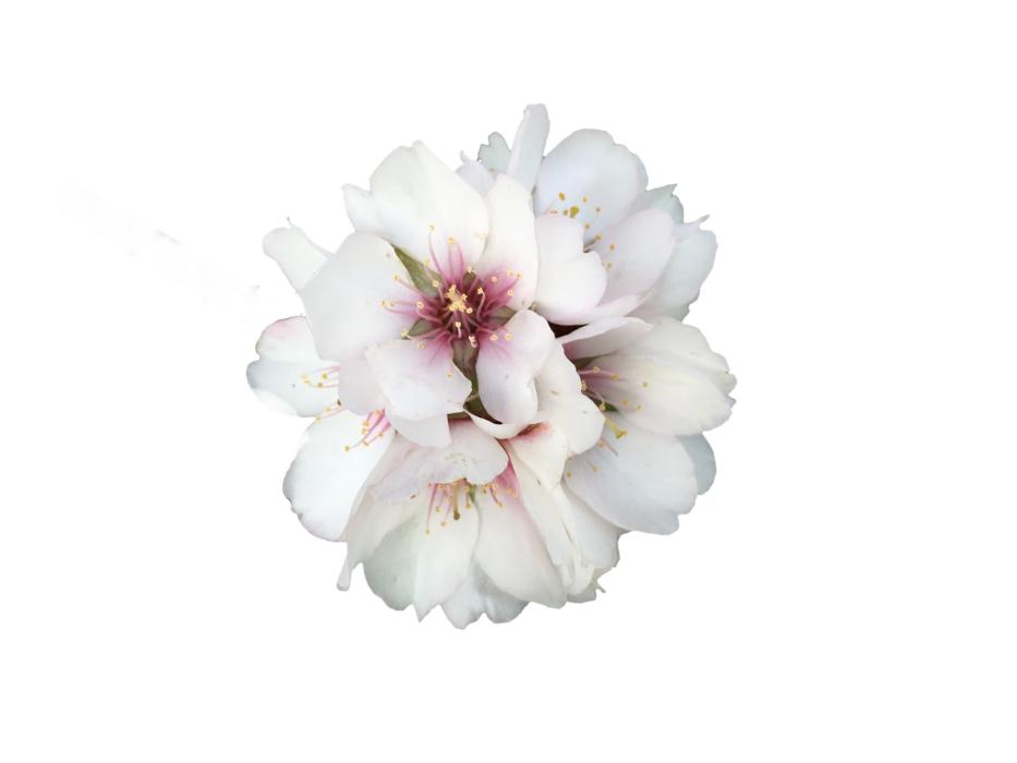 flower white white flowers
