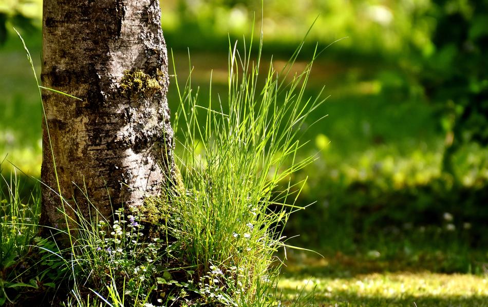Tree and Grass in Garden