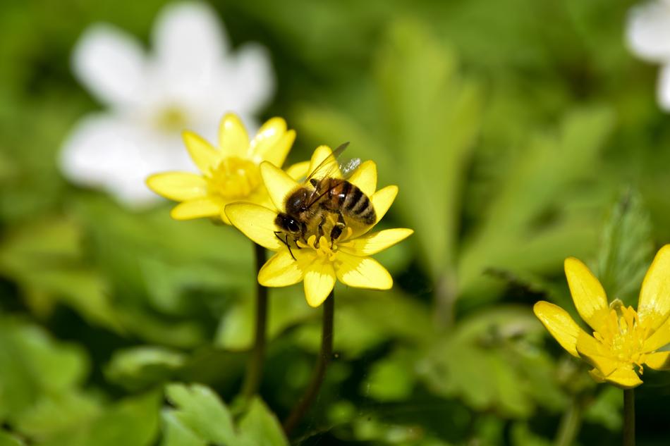 Bee Yellow Spring