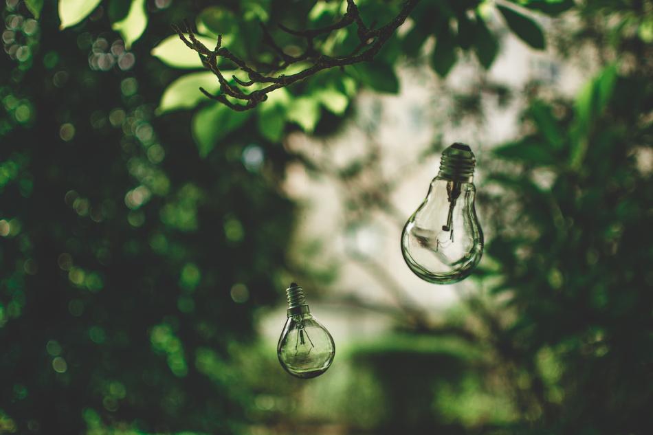 Light Bulb Nature Tree