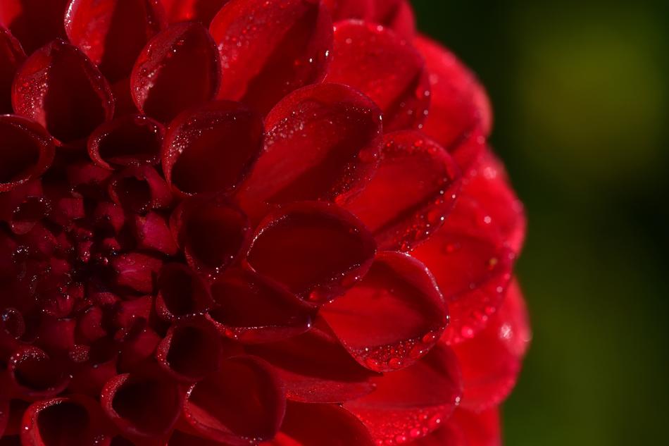 Dahlia Red Pink