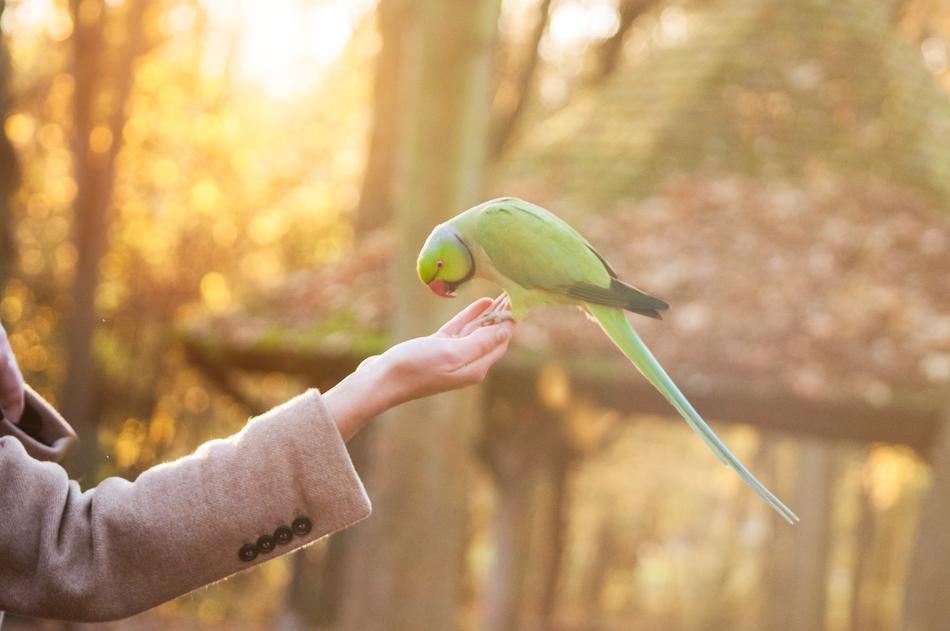 Green Bird Pet