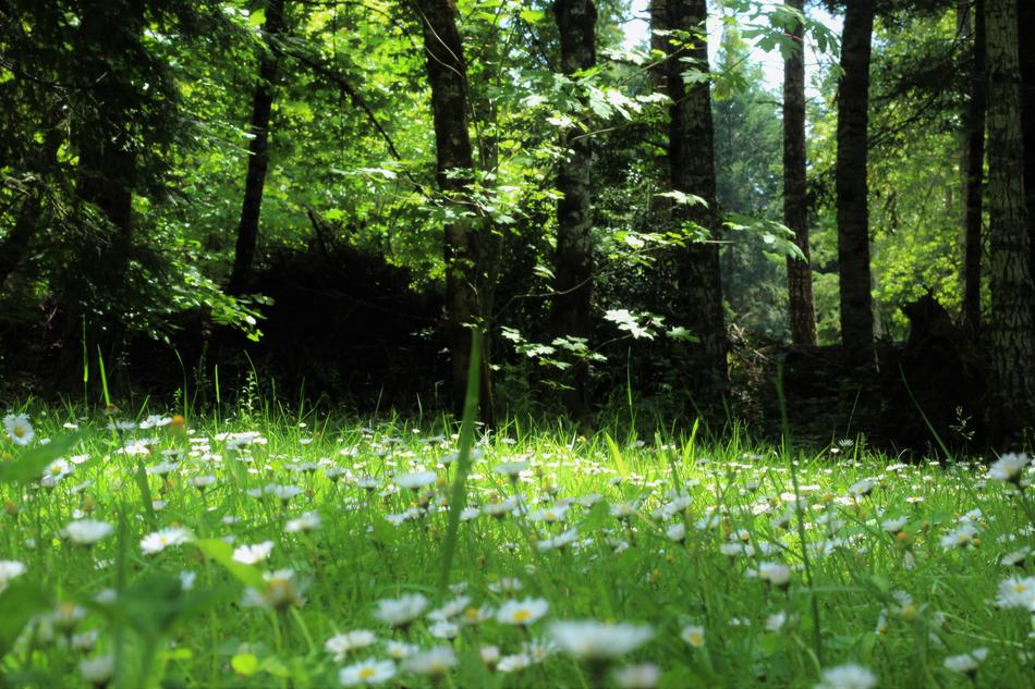 green trees in green grass with flowers