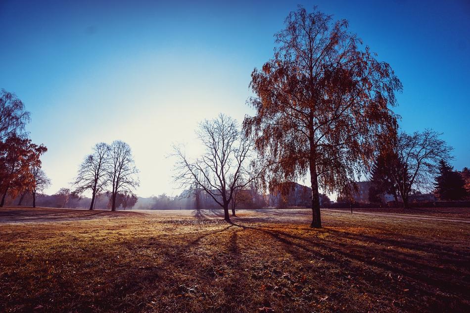 dry meadow with trees
