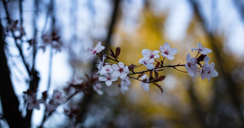 Flower Blossoms in Nature