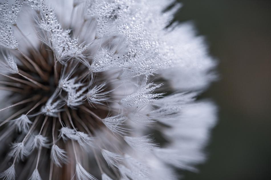 white beautiful flower on a blur background