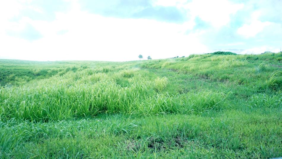 green grass landscape beautiful