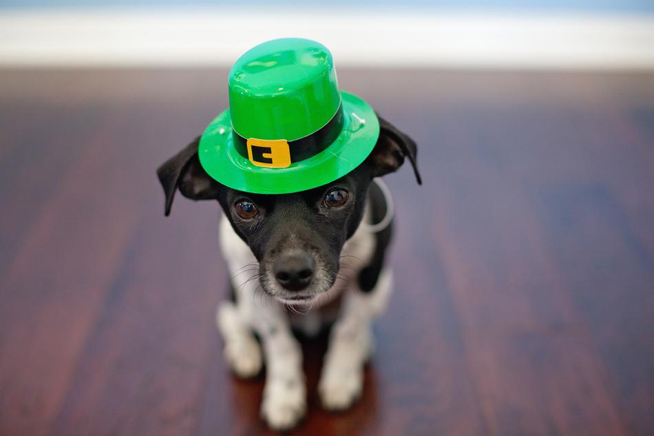 St PatrickS Day Chihuahua Dog figure