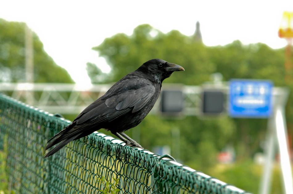 Bird Nature Urban
