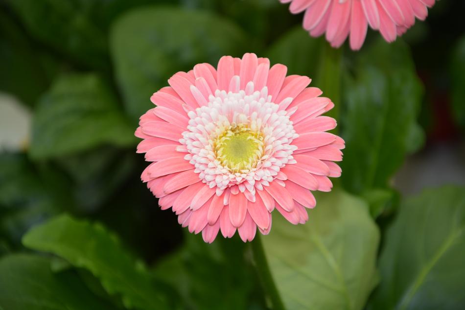 Flower Pale Pink White Petals
