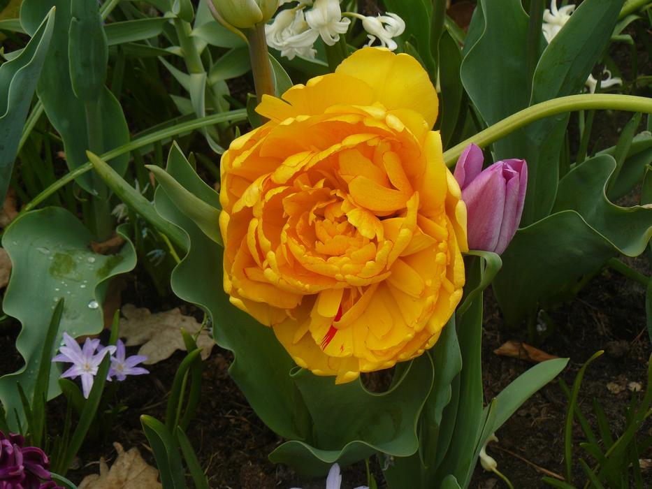 Flower Yellow Spring