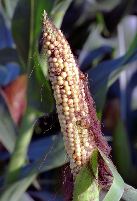 Corn Grains Cereals