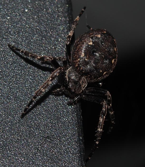 Insect Spider Arachnids Close Up