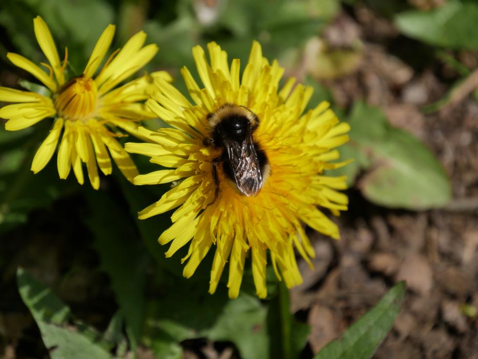 a beautiful flower with a beetle