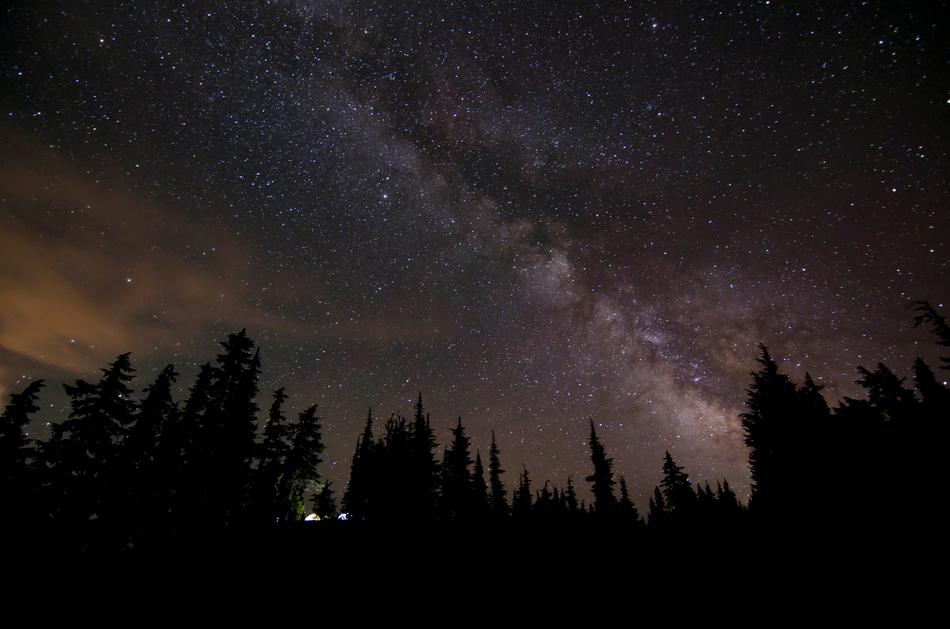 silhouette of a forest in a starry sky
