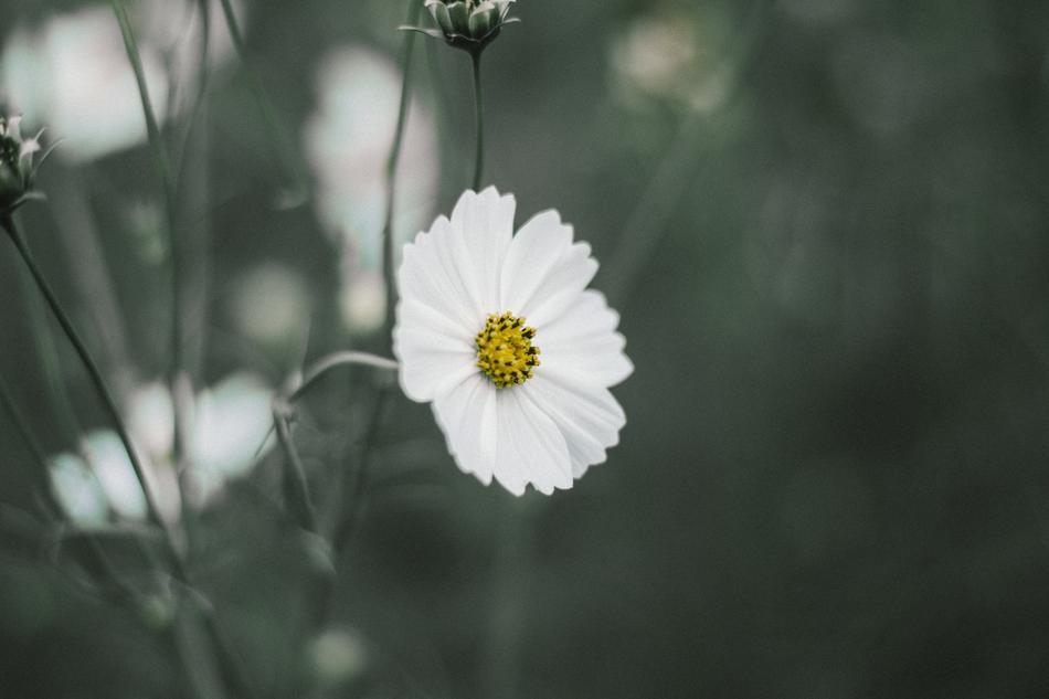 white chamomile on the stem