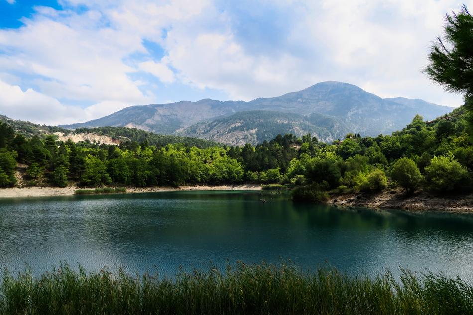 green trees in a lake landscape