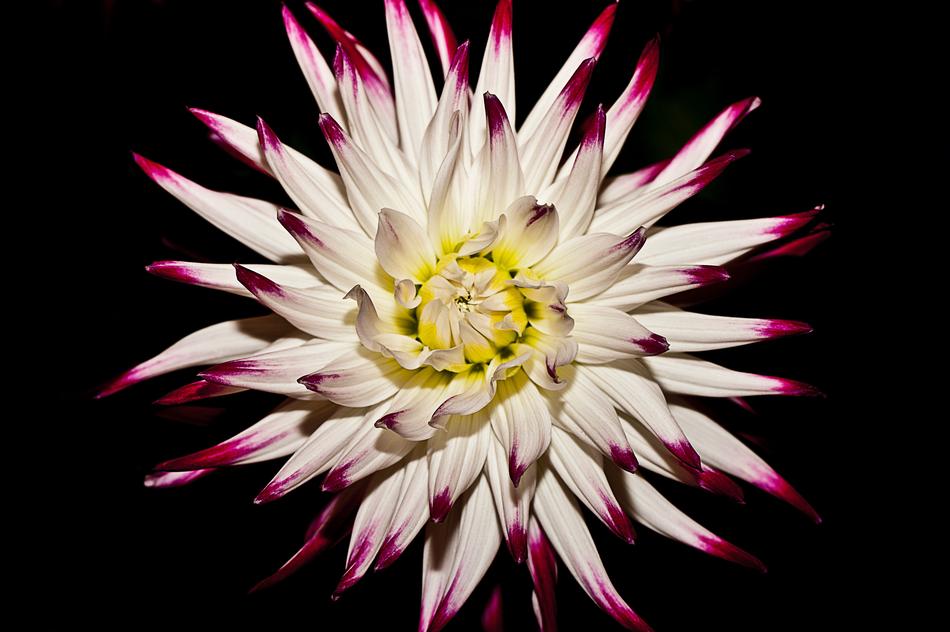 Flower Bloom White