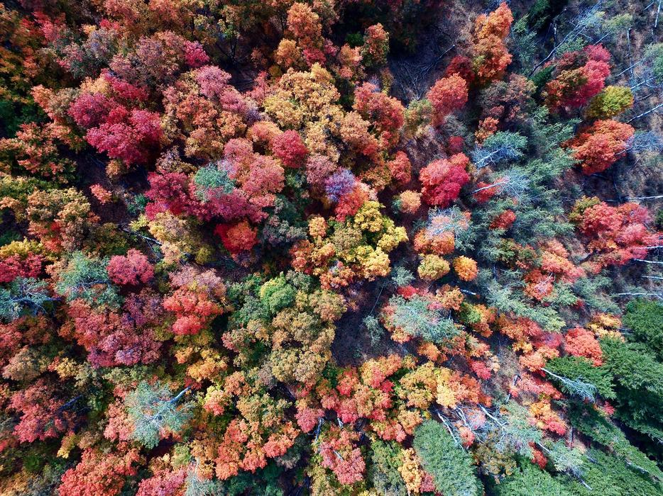 Aerial view of the colorful Trees
