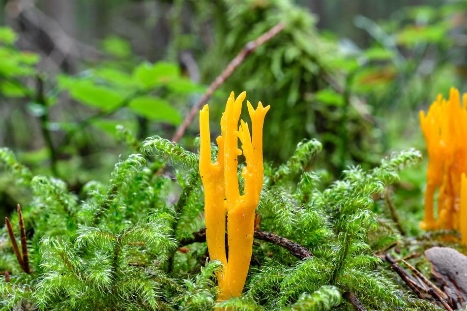 Goatee Mushroom in nature