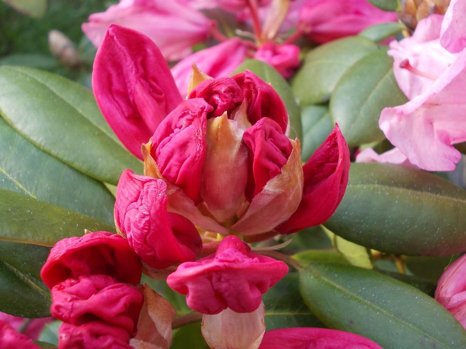 pink flowers with petals landscape