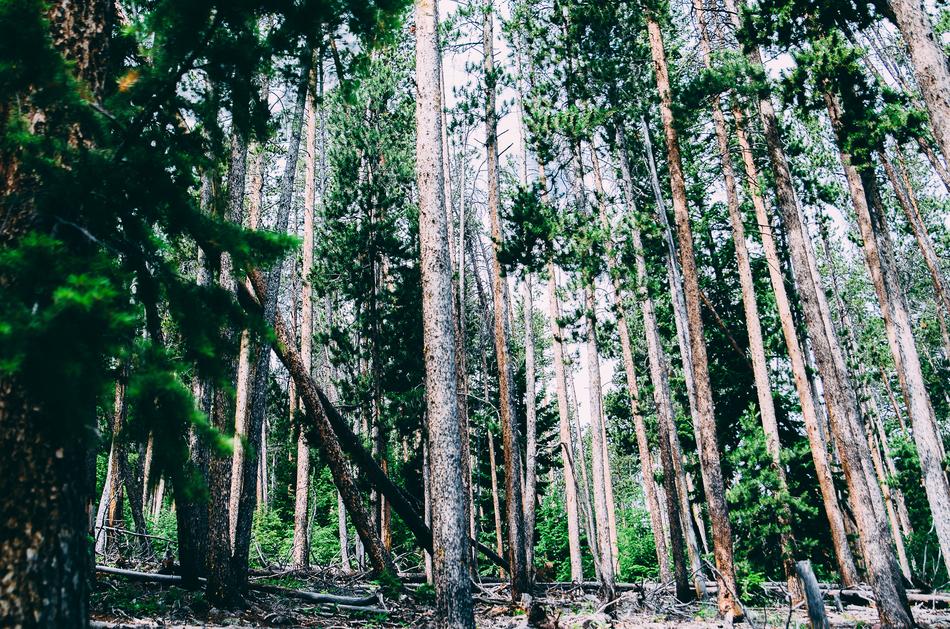 Trees Woods Forest