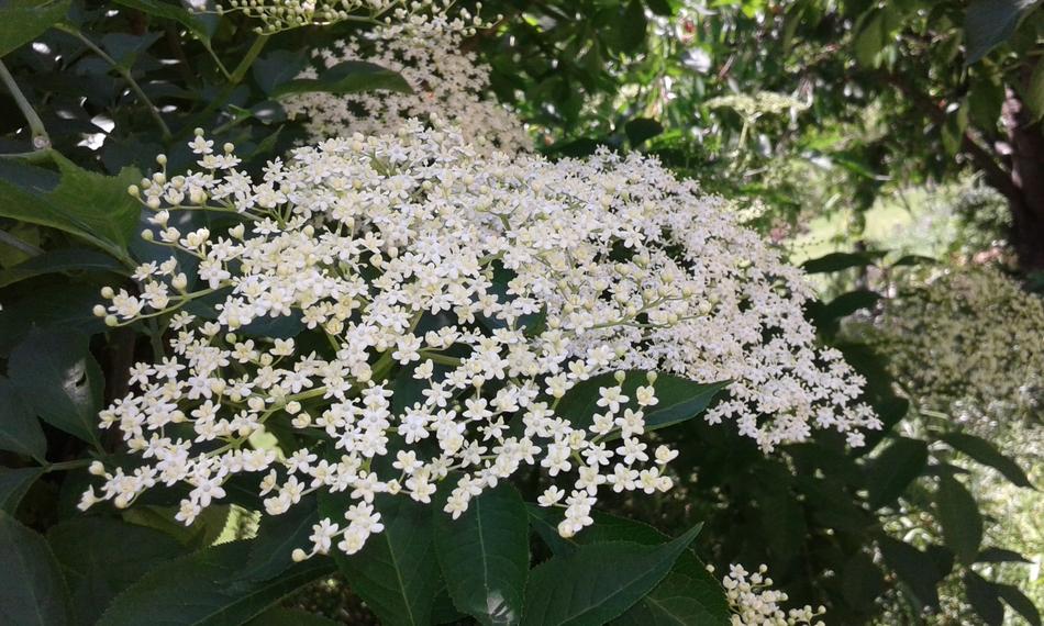 Elder Plant Blossom