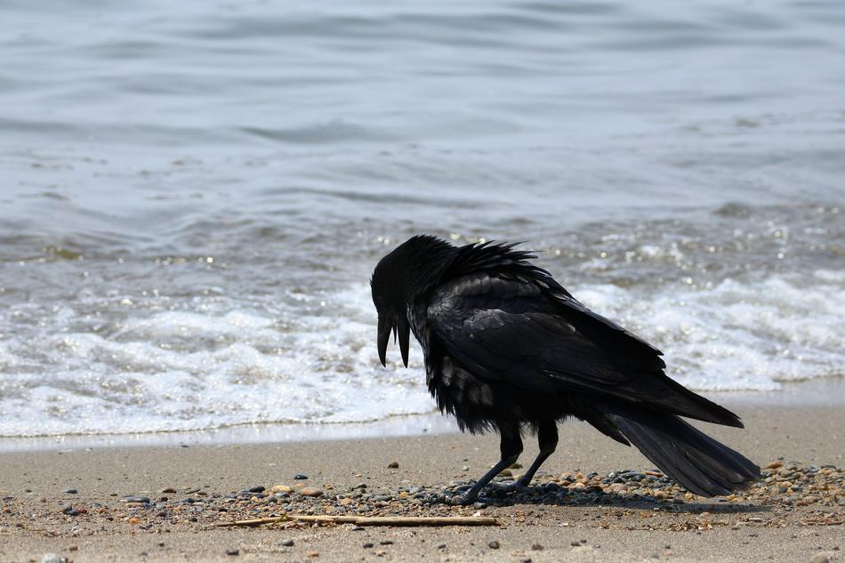 crow Sea Beach