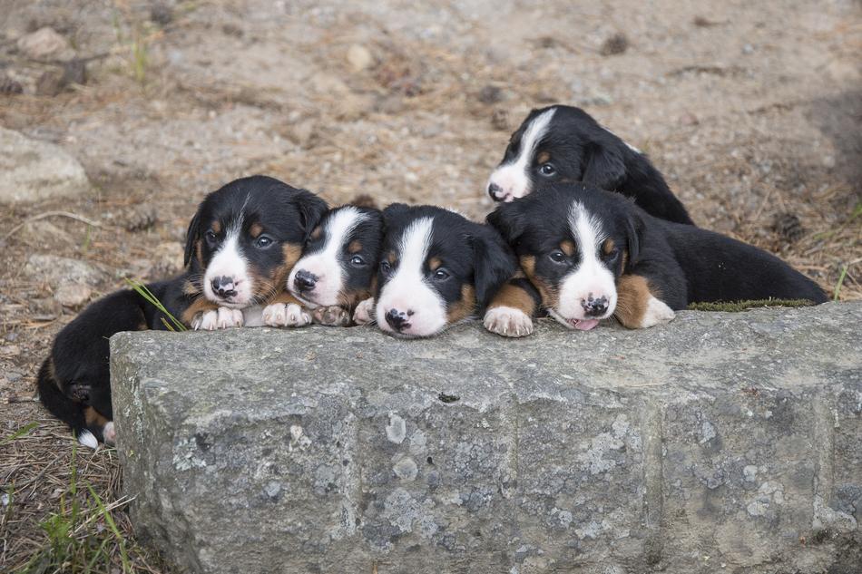 Appenzell Puppy Summer