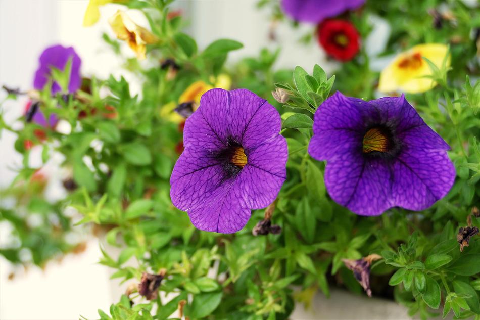 unusual purple flowers on a bush