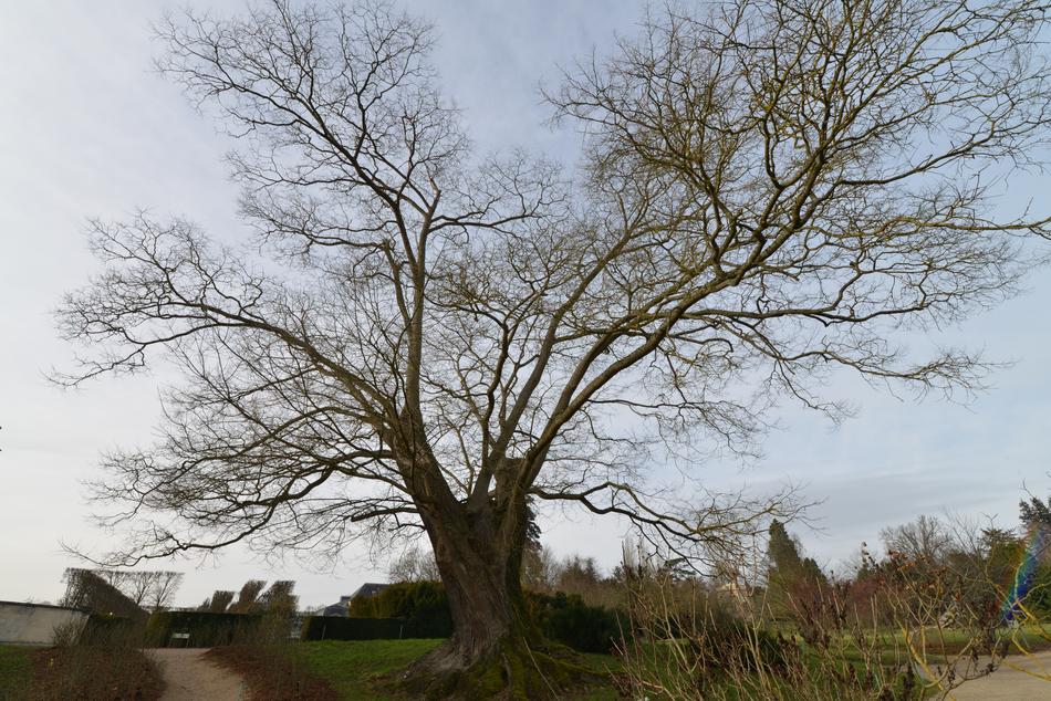 a tall tree in a meadow