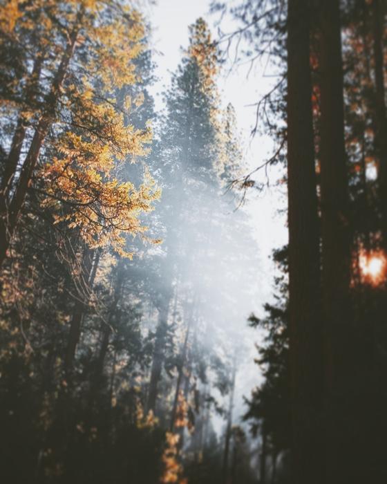 misty landscape with trees in the forest