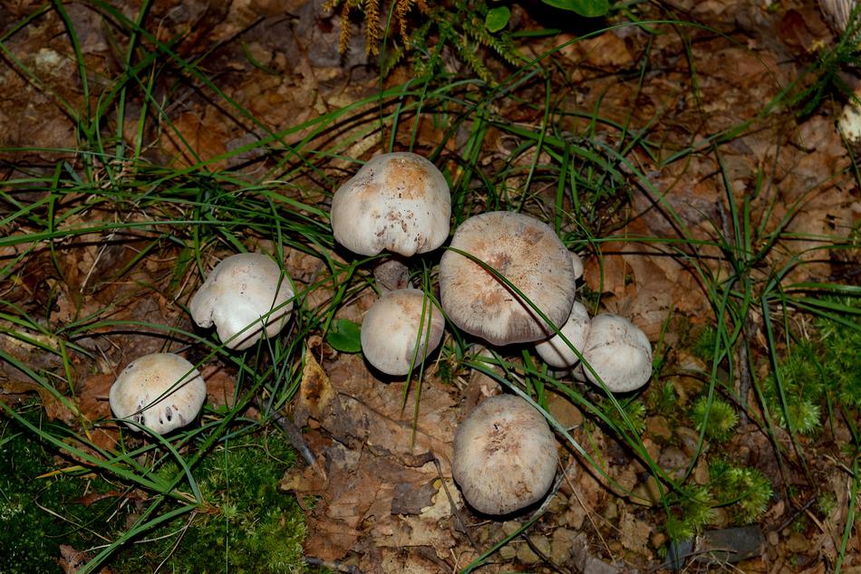wild Mushroom in forest