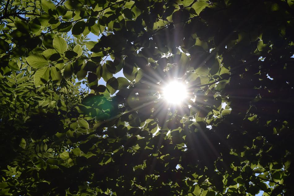 the sun in the tree