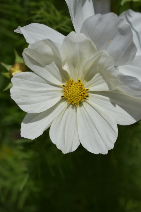 White Flowers garden plants