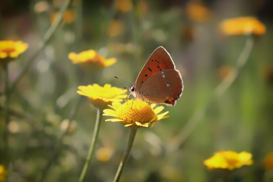 a big butterfly on a yellow flower