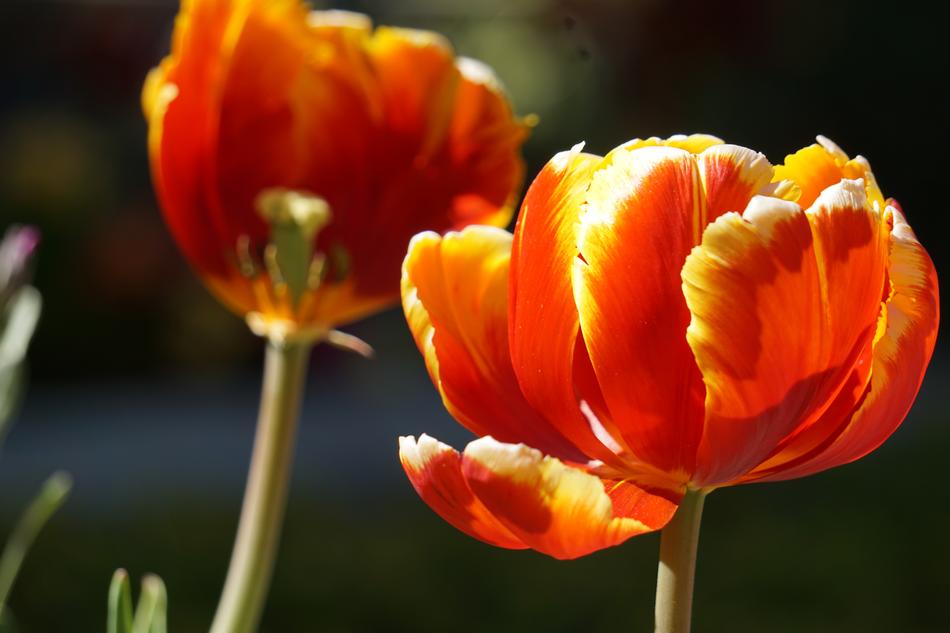 big orange flowers in the night
