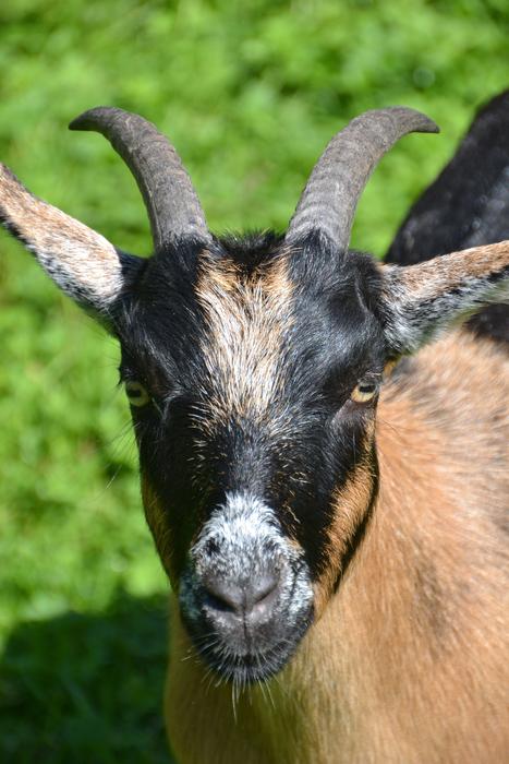 Goat Nature Animal