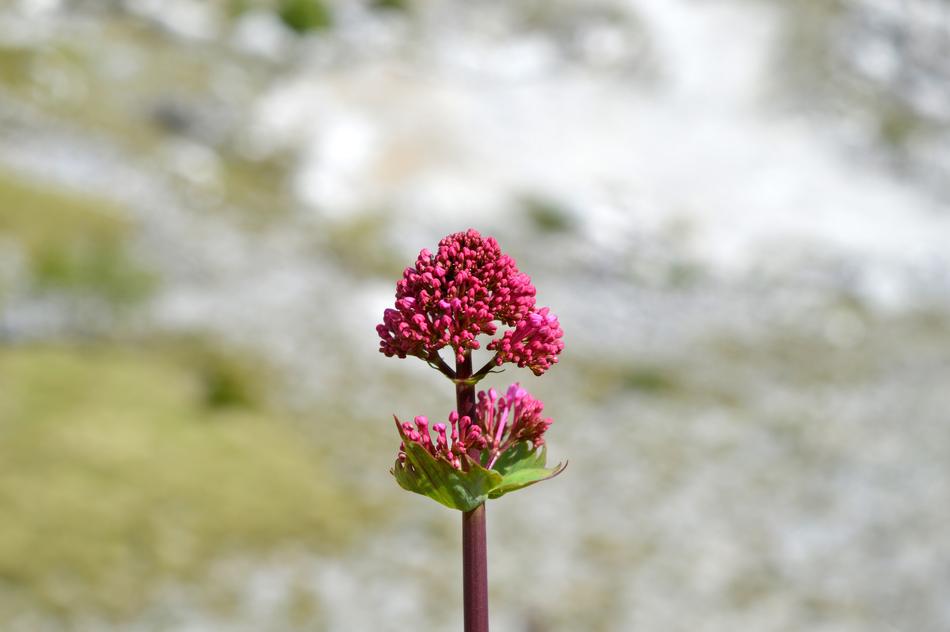 pink flower on a stem