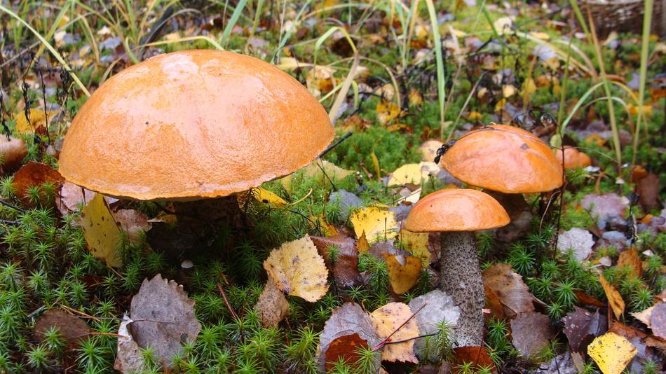 forest mushrooms in the grass in the forest