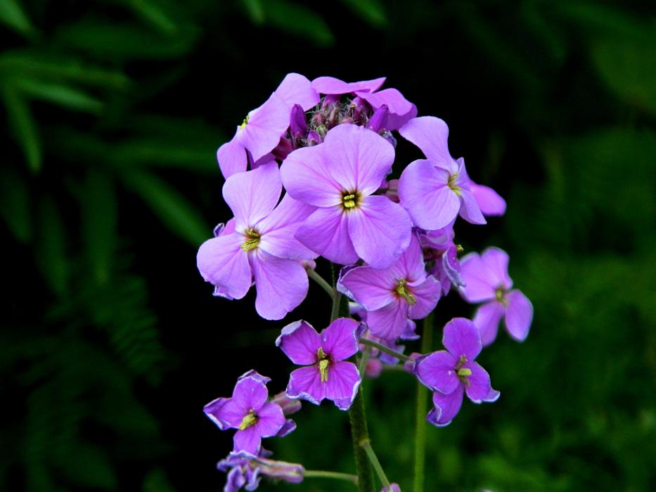 Phlox flower garden botany free image download