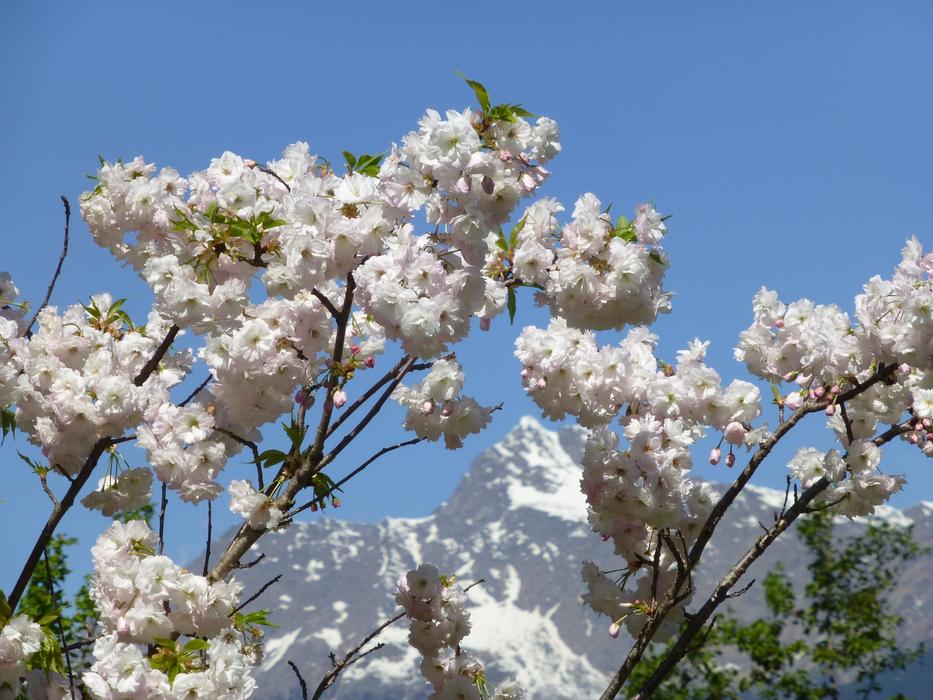 Spring Mountain flowers bush