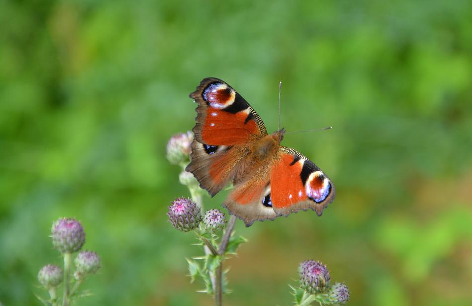 big butterfly in a green meadow